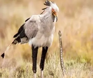 بدایع حیات وحش / شکارچی شیک پوش دشت های آفریقا پرنده‌ای که عقاب هم جلودارش نیست!