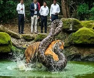 بدایع حیات وحش /جدال ناجوانمردانه پیتون و ببر بنگال روی برکه در جنگل