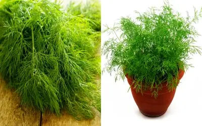 صفر تا صد کاشت شوید در خانه بدون دردسر/ با روش، همیشه سبزی تازه دم دست داشته باشید