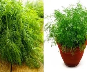 صفر تا صد کاشت شوید در خانه بدون دردسر/ با روش، همیشه سبزی تازه دم دست داشته باشید