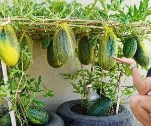 کشاورزی نوین؛ هندوانه رو توی لاستیک ماشین کاشته بالاش داربست زده هندوانه ها آویزونشن