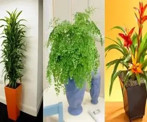 گیاهان آپارتمانی خوش یُمن؛ اینا شدید خوش شانسی میارن باهاشون دست به خاک بزنی طلا میشه