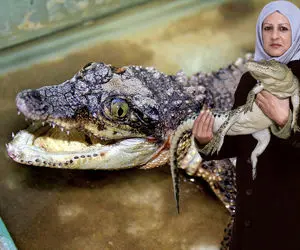 فراوری کروکودیل؛ تمساح رو گوشت که زد پوست میکنن تا بعدش رانش رو کباب شدشو بکشن دندون 