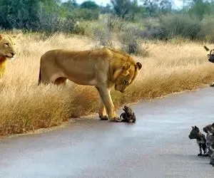 مستند حیات وحش؛ شیرها توله سگ جا مونده رو به عنوان عصرانه خوردن