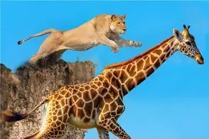 جذابیت حیات وحش / شیر قدش به زرافه نرسید از پاهاش رفت بالا