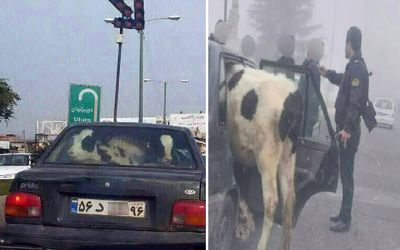 ماجرای حمل گاو با پراید در صومعه سرای رشت+ عکس