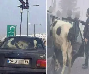ماجرای حمل گاو با پراید در صومعه سرای رشت+ عکس
