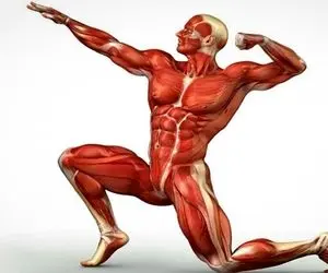 آزمایش ذهن؛ اگه بتونی این سوالا رو حل و فصل کنی یعنی شناخت آناتومی بدنت نمرش 20