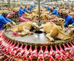 فراوری شتر؛ تو عربستان شتر رو با تو پر قو پرورش میدن و با اجر و قرب سلاخی می کنن