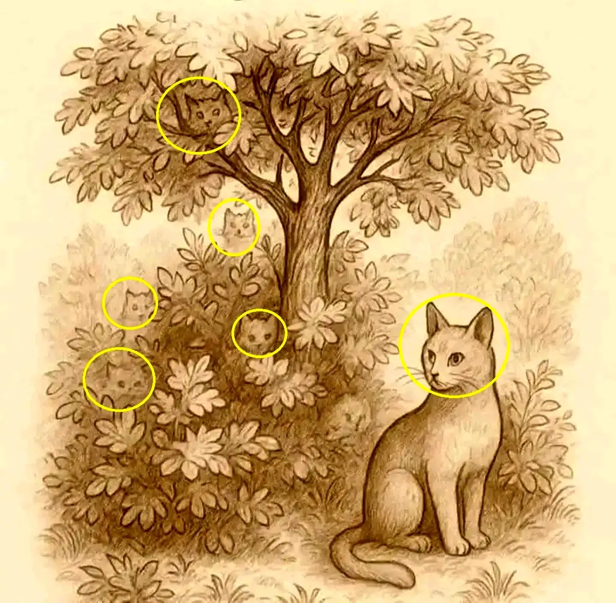 تست-قدرت-دید-با-گربه-ها-3