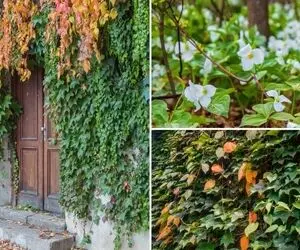 گیاهان چسبنده مخصوص درست کردن دیوار سبز / مناسب برای بالکن و حیاط در آب و هوای ایران