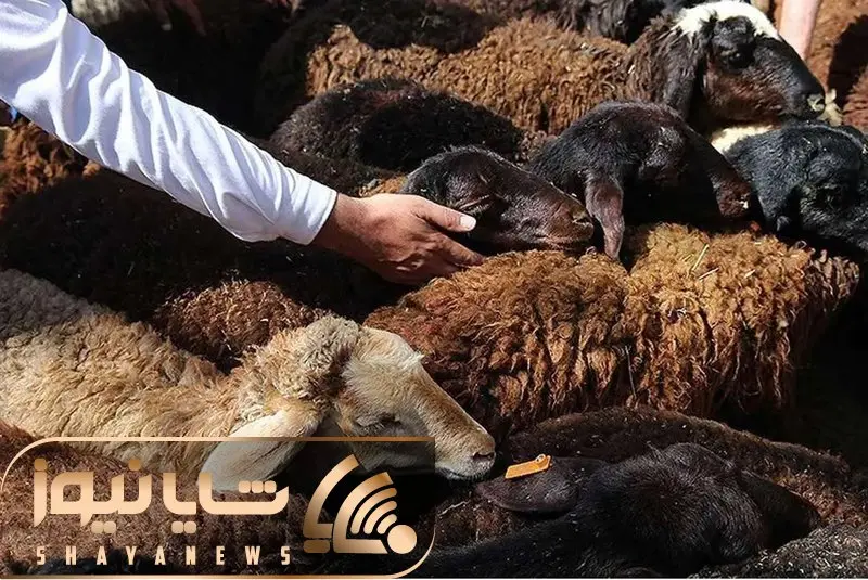 (جدول) قیمت دام زنده امروز ۲۶ آذر۱۴۰۳/ نرخ‌ها در تهران و همدان شکست 