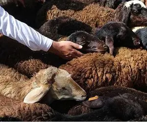 (جدول) قیمت دام زنده امروز ۲۶ آذر۱۴۰۳/ نرخ‌ها در تهران و همدان شکست 