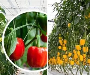 کاشت و برداشت گیاه آپارتمانی فلفل دلمه ای؛ رنگ سبز قرمز یا نارنجی هرچی بخوای قلق داره