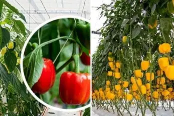 کاشت و برداشت گیاه آپارتمانی فلفل دلمه ای؛ رنگ سبز قرمز یا نارنجی هرچی بخوای قلق داره