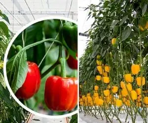کاشت و برداشت گیاه آپارتمانی فلفل دلمه ای؛ رنگ سبز قرمز یا نارنجی هرچی بخوای قلق داره