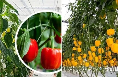 کاشت و برداشت گیاه آپارتمانی فلفل دلمه ای؛ رنگ سبز قرمز یا نارنجی هرچی بخوای قلق داره
