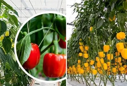 کاشت و برداشت گیاه آپارتمانی فلفل دلمه ای؛ رنگ سبز قرمز یا نارنجی هرچی بخوای قلق داره
