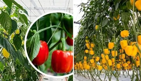 کاشت و برداشت گیاه آپارتمانی فلفل دلمه ای؛ رنگ سبز قرمز یا نارنجی هرچی بخوای قلق داره