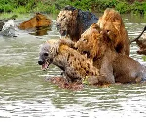 جذابیت‌های حیات وحش؛ شیرها زورشون به کفتار نرسید کشوندنش زیر آب شرحه‌اش کنن