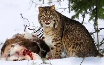 مستند حیات وحش؛ گربه وحشی حیوانات جنگل به خاک و خون میکشه خودش سیرشه