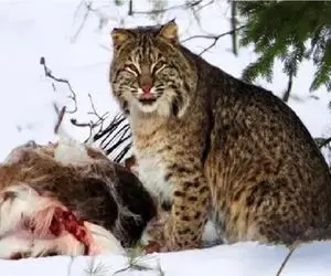 مستند حیات وحش؛ گربه وحشی حیوانات جنگل به خاک و خون میکشه خودش سیرشه