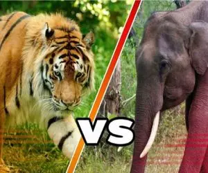 جذابیت حیات وحش / فیل در خیال له کردن ببر خرطومش را از دست داد