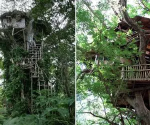 معماری خلاقانه؛ با دسته بیل رو بلندترین درخت جنگل خونه ساخت خرس نخورتش