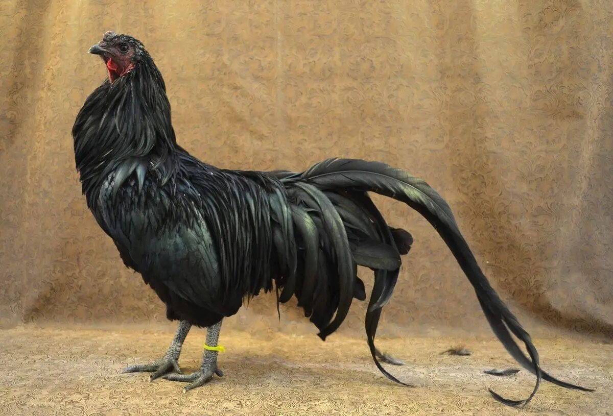 rooster black