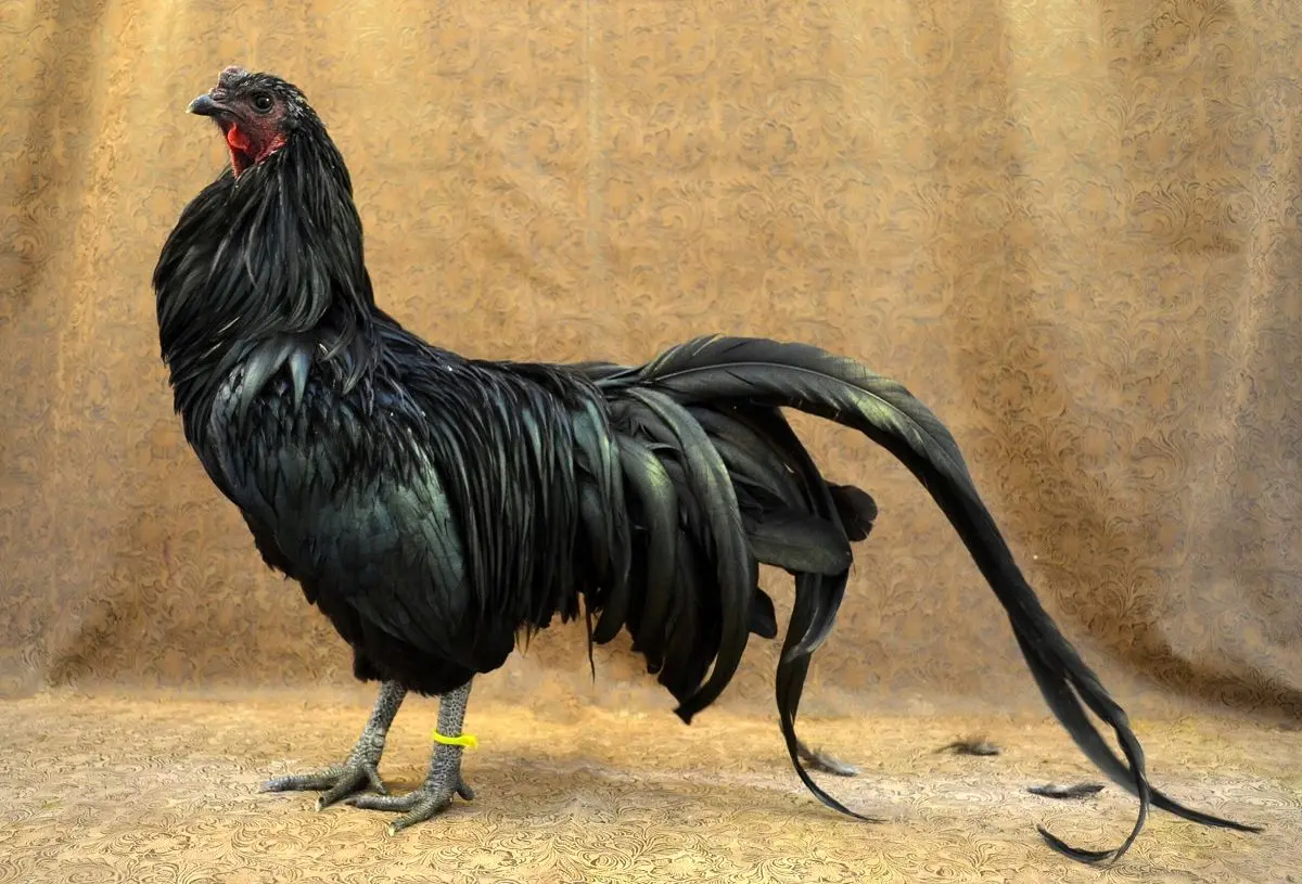 rooster black