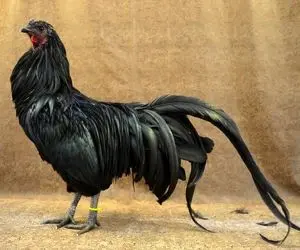 کارخانه حیوانات؛ خروس هایی که سیاه متولد میشوند و پول پارو میکنند