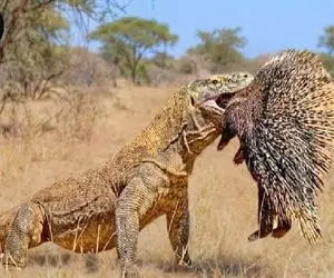 مستند حیات وحش؛ جوجه تیغی با خاراش هم جلودار بلع کومودو نیست