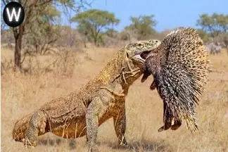 مستند حیات وحش؛ جوجه تیغی با خاراش هم جلودار بلع کومودو نیست