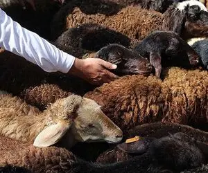 (جدول) قیمت دام زنده امروز ۲۰ دی ۱۴۰۳/ نوسانات بازار افزایش یافت