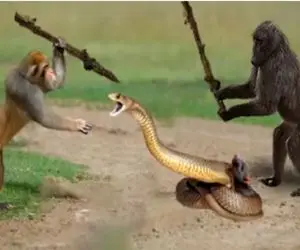 مستند حیات وحش / نبرد خلاقانه زور و آرواره میان مار دد و میمون زیرک