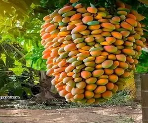 کشاورزی نوین؛ جا این که پول نهال بده از درخت همسایه یه تیکه کند کاشت چنان میوه ای داد