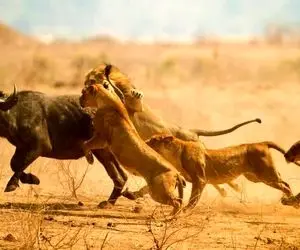 مستند حیات وحش؛ فرار معجزه آسای بوفالو از چنگ 17 شیر گرسنه