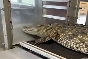 فرآوری کروکودیل؛ کروکودیل رو کردن تو دستگاه دل و روده درآر گوشتشو اسلایسی تحویل داد