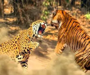 شاهکار حیات وحش؛ پلنگ سفاک و شیر دده بعد یه کشتی حسابی دوتایی یه کفتار بلعیدن