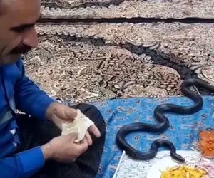 مار زنده که عاشق نوشابه و سیب زمینی سر سفره مرد کرمانشاهی!