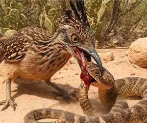 مستند حیات وحش؛ مار از دست این دشمناش خودشو خاک هم کنه فایده نداره