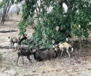 واقعیت بی‌رحم حیات وحش؛ شکار گوساله کل یالدار توسط سگ‌های وحشی