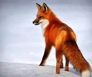 نجات حیات وحش/کوهنوردای ایرانی روباه گرفتار دره رو با ضرب و زور نجات میدن