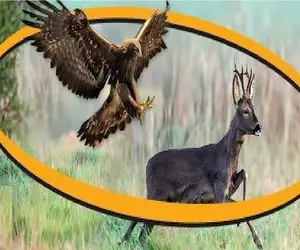 مستند حیات وحش / عقاب ددمنش آهو رو کَند و برد