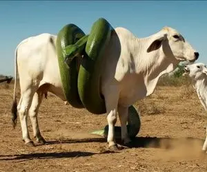 حیات وحش مصنوعی؛ گوساله شجاع برای نجات جان مادرش از چنگ پیتون غول کمک آورد