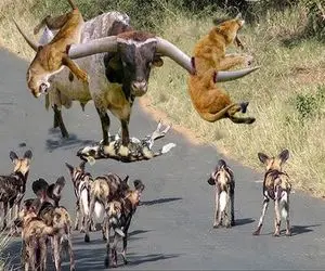 شاهکار حیات وحش / لحظه وحشتناک زخمی شدن شیر در جدال انزجاری با بوفالو