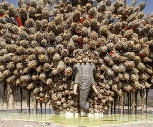 حیات وحش مصنوعی؛ تلاش تیم نجات برای خلاصی فیل بی پناه از نفرین کاکتوس غول آسا