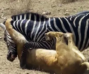 از جذابیت های حیات وحش؛ وقتی گورخر شیر سمج رو بدجور ضربه فنی کرد و محکم کوبوند زمین