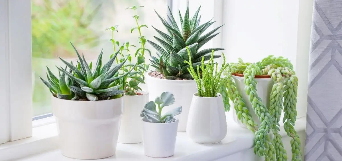 house-plants-4