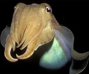 کدام موجودات دریایی به اندازه انسان ها باهوش هستند؟ 